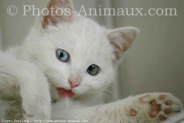 Photo d'Angora turc