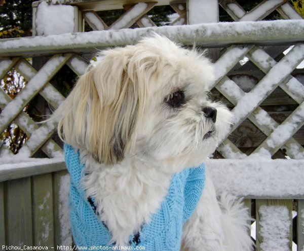 Photo de Shih tzu