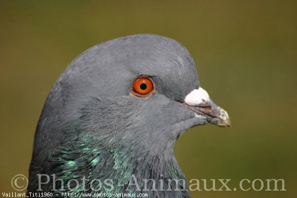 Photo de Pigeon