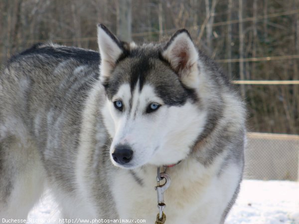 Photo de Husky siberien