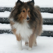 Photo de Chien de berger des shetland