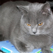 Photo de Chartreux