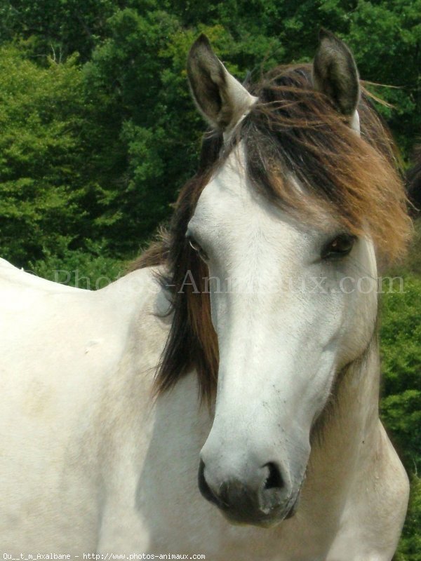 Photo de Poney franais de selle