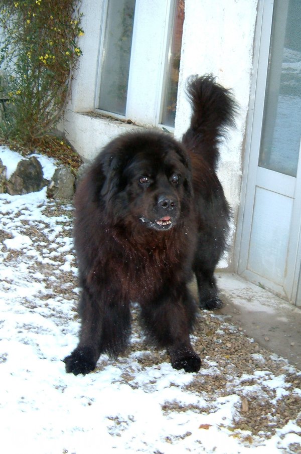 Photo de Chien de terre-neuve