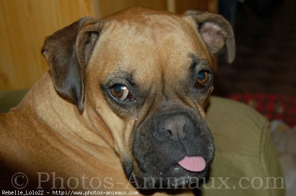 Photo de Boxer