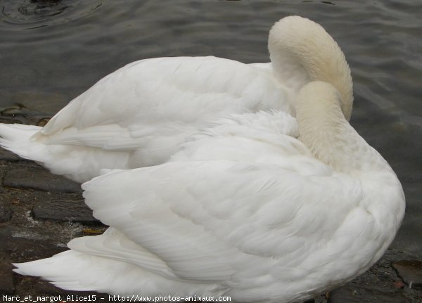 Photo de Cygne