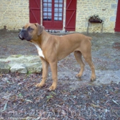 Photo de Boxer