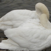 Photo de Cygne