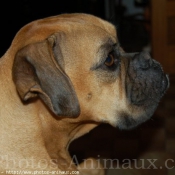 Photo de Boxer