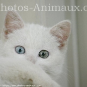 Photo d'Angora turc