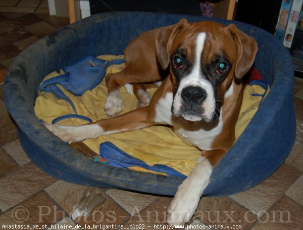 Photo de Boxer