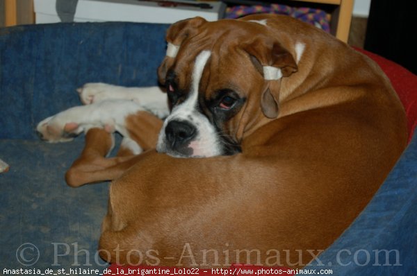 Photo de Boxer