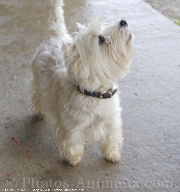 Photo de West highland white terrier