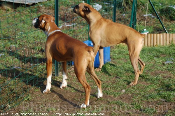 Photo de Boxer