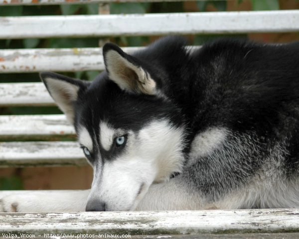 Photo de Husky siberien