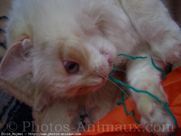 Photo de Ragdoll