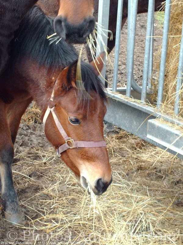 Photo de Races diffrentes