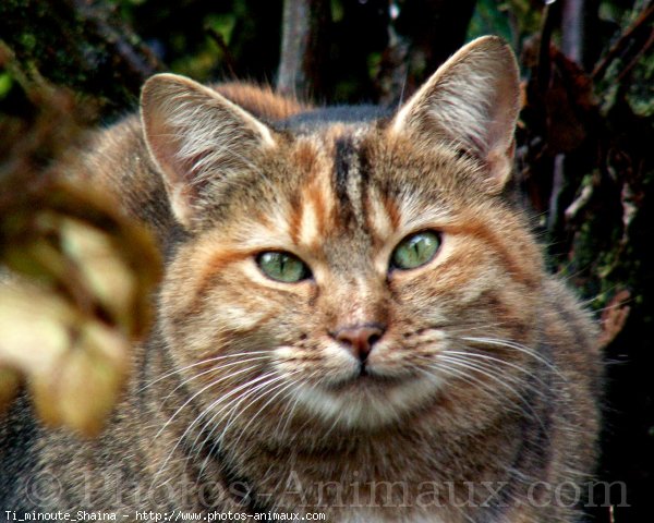 Photo de Chat domestique