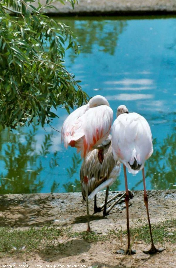 Photo de Flamand rose