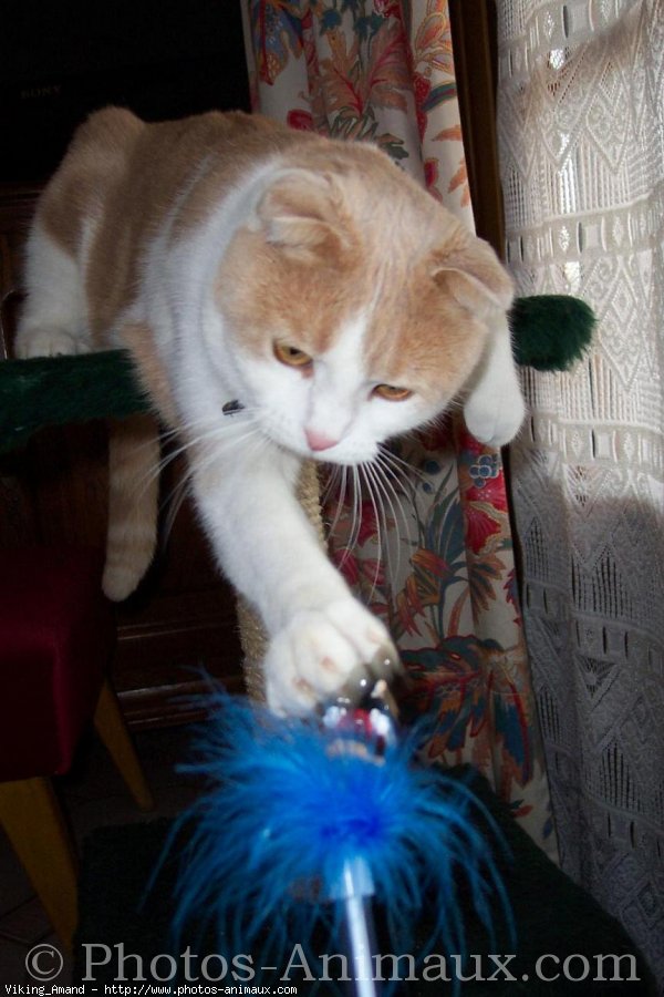 Photo de Scottish fold