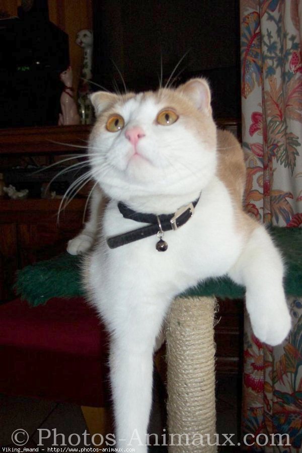 Photo de Scottish fold