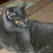 Photo de Chartreux