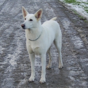 Photo de Berger blanc suisse