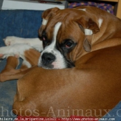 Photo de Boxer