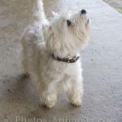 Photo de West highland white terrier