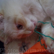 Photo de Ragdoll