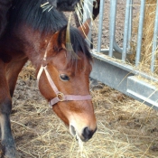 Photo de Races diffrentes