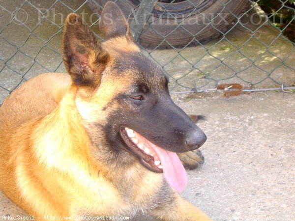 Photo de Berger belge malinois