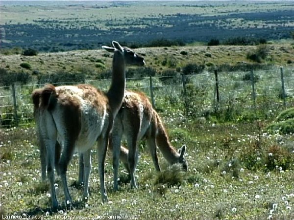 Photo de Lama