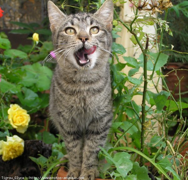 Photo de Chat domestique