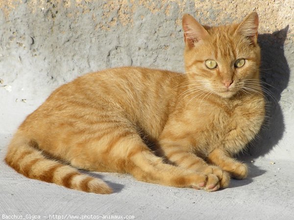 Photo de Chat domestique