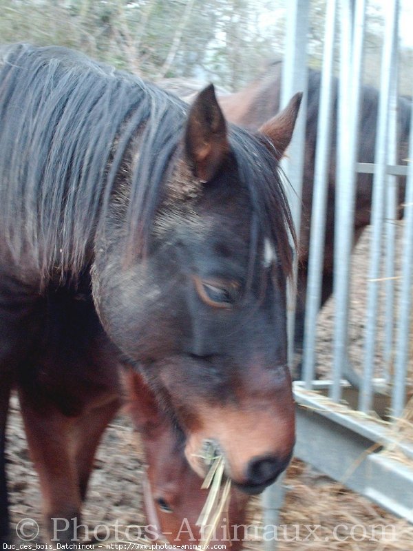 Photo de Trotteur franais