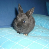 Photo de Lapin