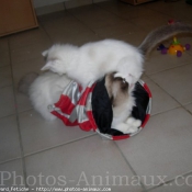 Photo de Ragdoll