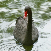 Photo de Cygne