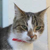 Photo de Chat domestique