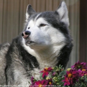 Photo de Husky siberien