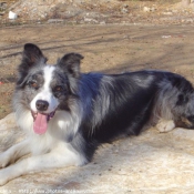 Photo de Border collie