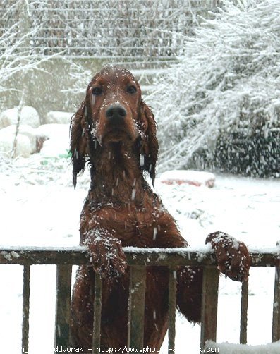 Photo de Setter irlandais rouge