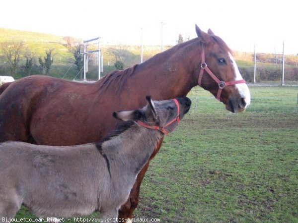 Photo de Races diffrentes