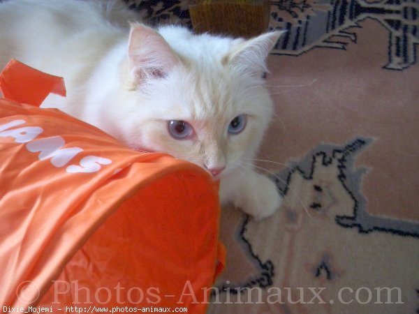 Photo de Ragdoll