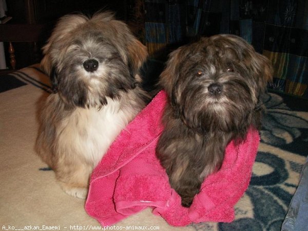 Photo de Lhassa apso