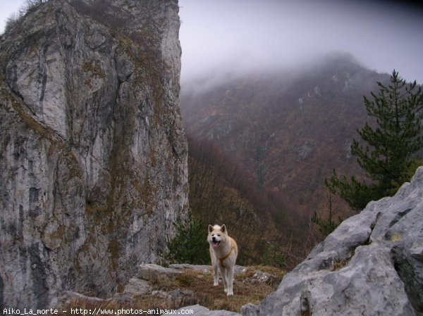 Photo d'Akita inu