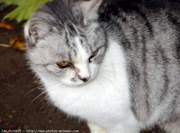 Photo de Chat domestique