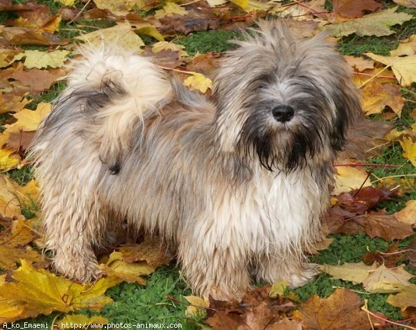 Photo de Lhassa apso