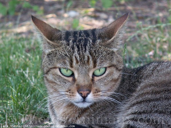 Photo de Chat domestique